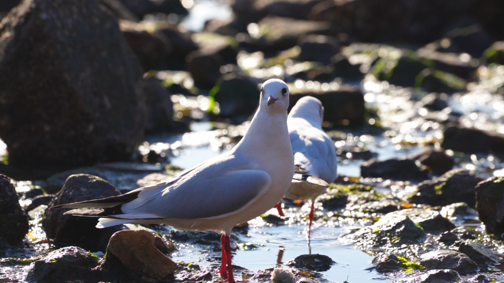 果然视频丨认可青岛，年年都来！青岛冬季海鸥种类可达十二种