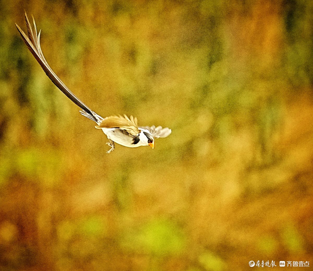 飞来飞去的针尾维达雀