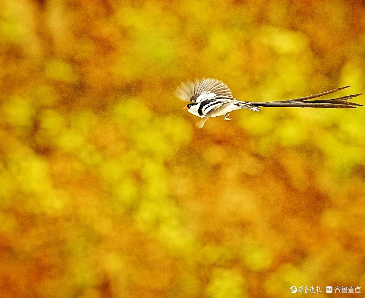 飞来飞去的针尾维达雀