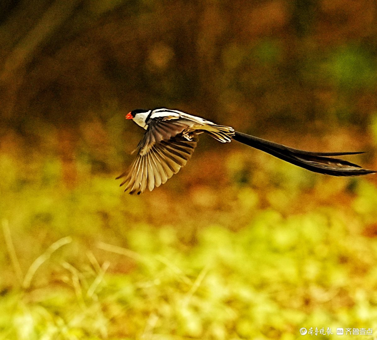 飞来飞去的针尾维达雀