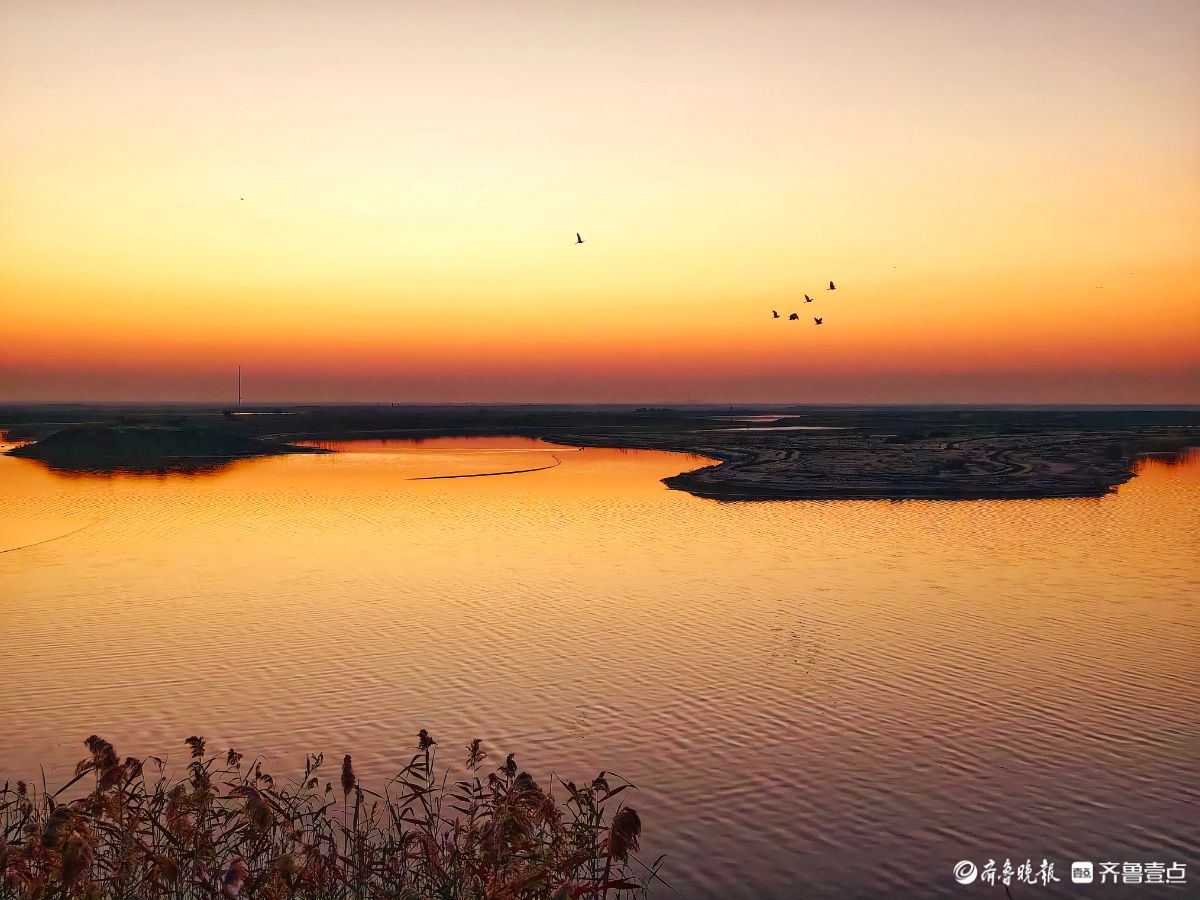 东营黄河生态湿地的晨曦