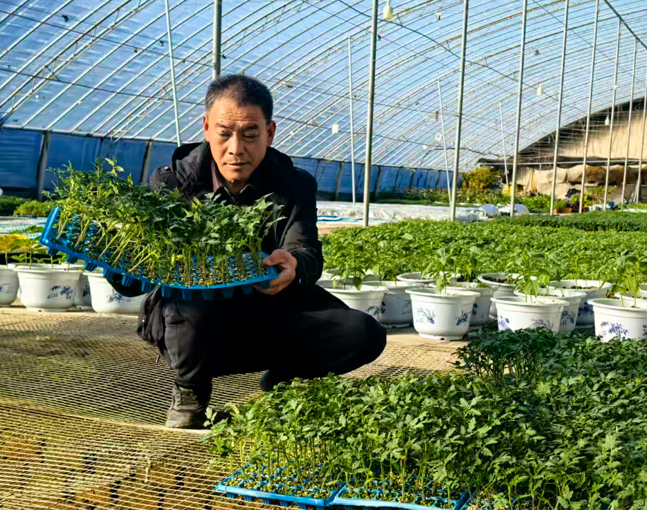 好看又好吃！小小盆栽蔬菜种出大效益