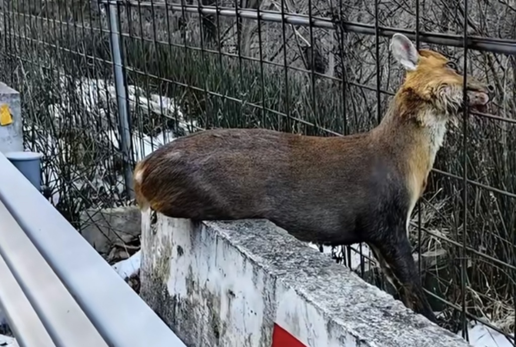 陕西太白县采购围网拟整治违法穿越“鳌太线”，被质疑影响动物迁徙