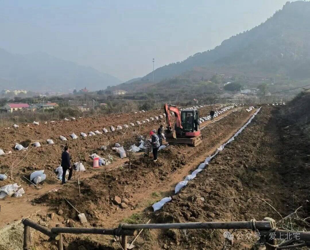 樱桃产业升级迈出关键一步，北宅街道首批试点园区启动种苗移栽
