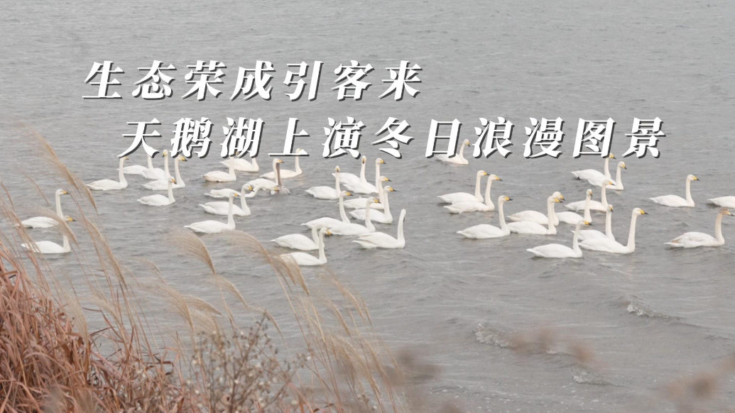 果然视频丨生态向好加上日夜巡护，近万只大天鹅扎堆荣成