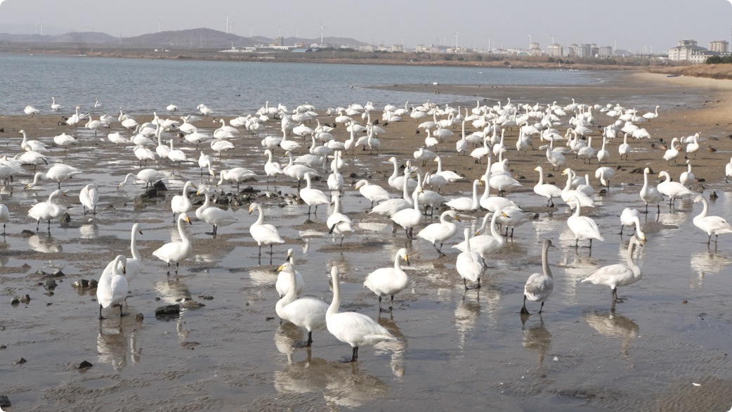 生态持续向好，巡护员日夜坚守，越来越多大天鹅扎堆荣成