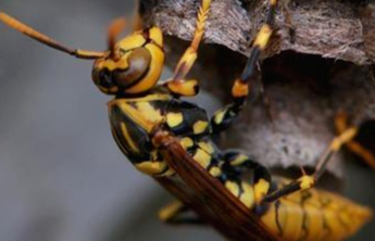 新知|“蜂”狂！“杀人蜂”被滥养，危机四伏