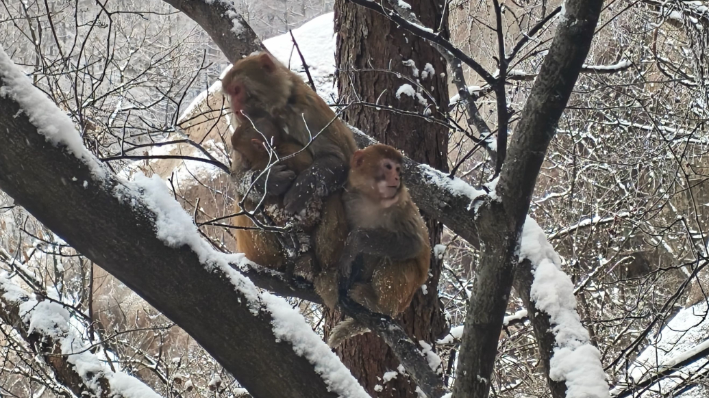 果然视频 | 雪后一山猴！崂山巨峰出现群猴景观