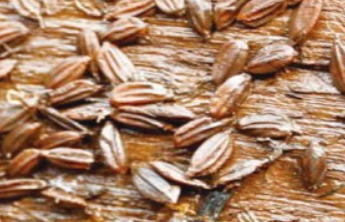 新知|战国稻谷长啥样？沉睡2200年的“地下粮仓”重见天日