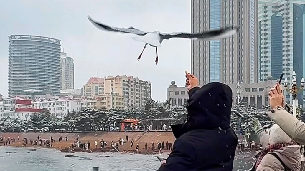 果然视频 | 青岛初雪与海鸥邂逅，浪漫的冬日氛围感直接拉满