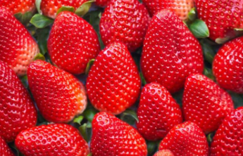 网传“大个草莓是用了膨大剂”？真相是这样