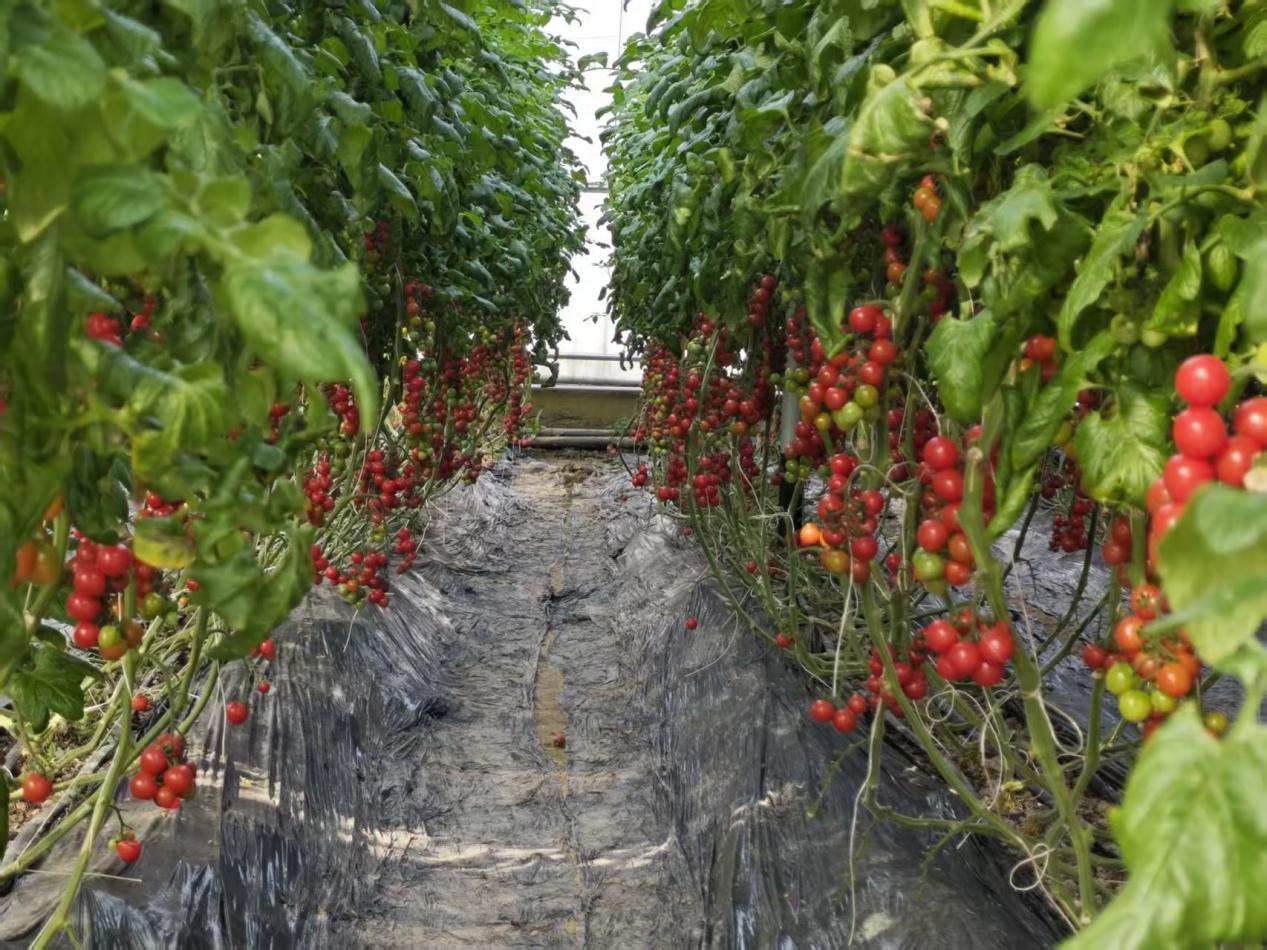 肥城：“智慧防控”筑牢大棚保温线