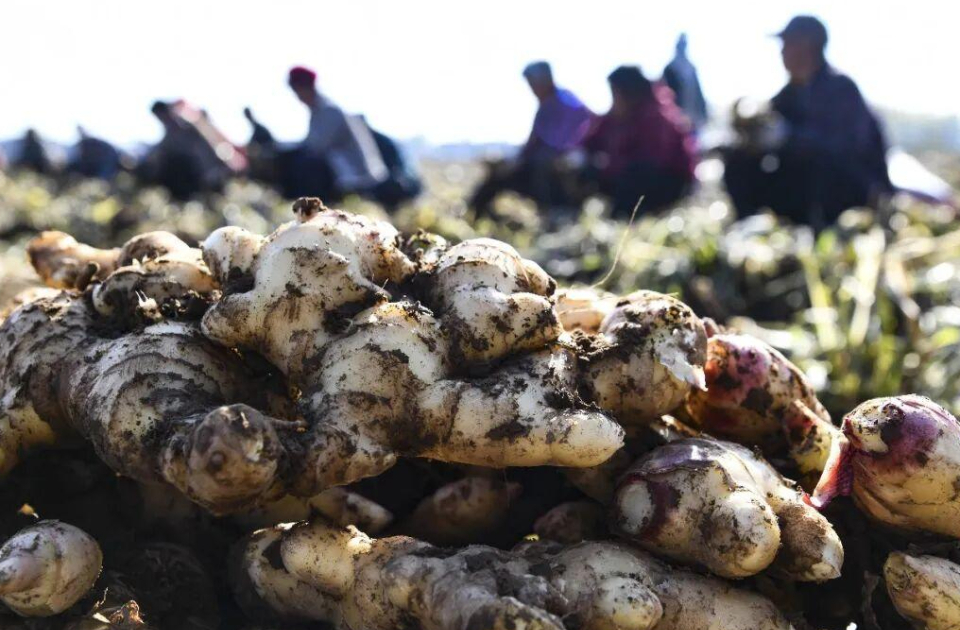 一周农讯速览｜山东县域过10亿元的特色农业产业达到275个，滨州邹平盐碱生金姜田藏富