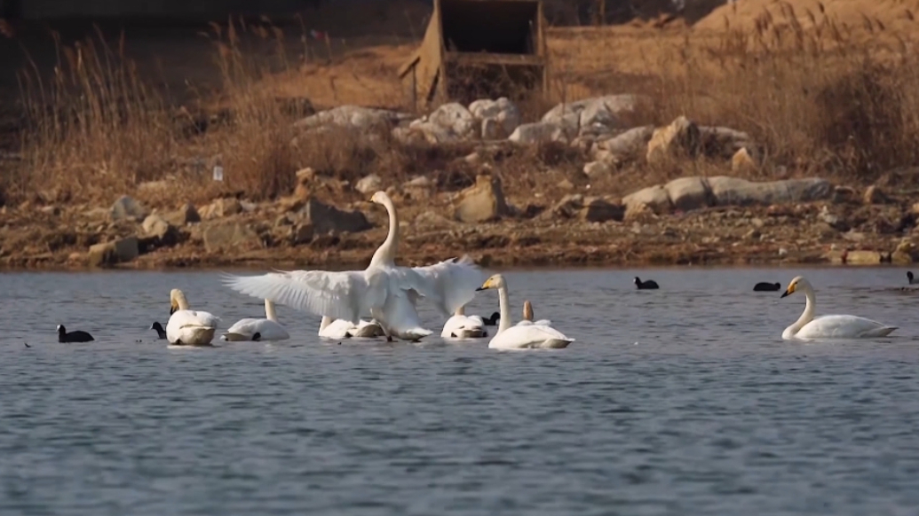 果然视频丨150余只天鹅、240余种鸟类今冬栖息莱西湖