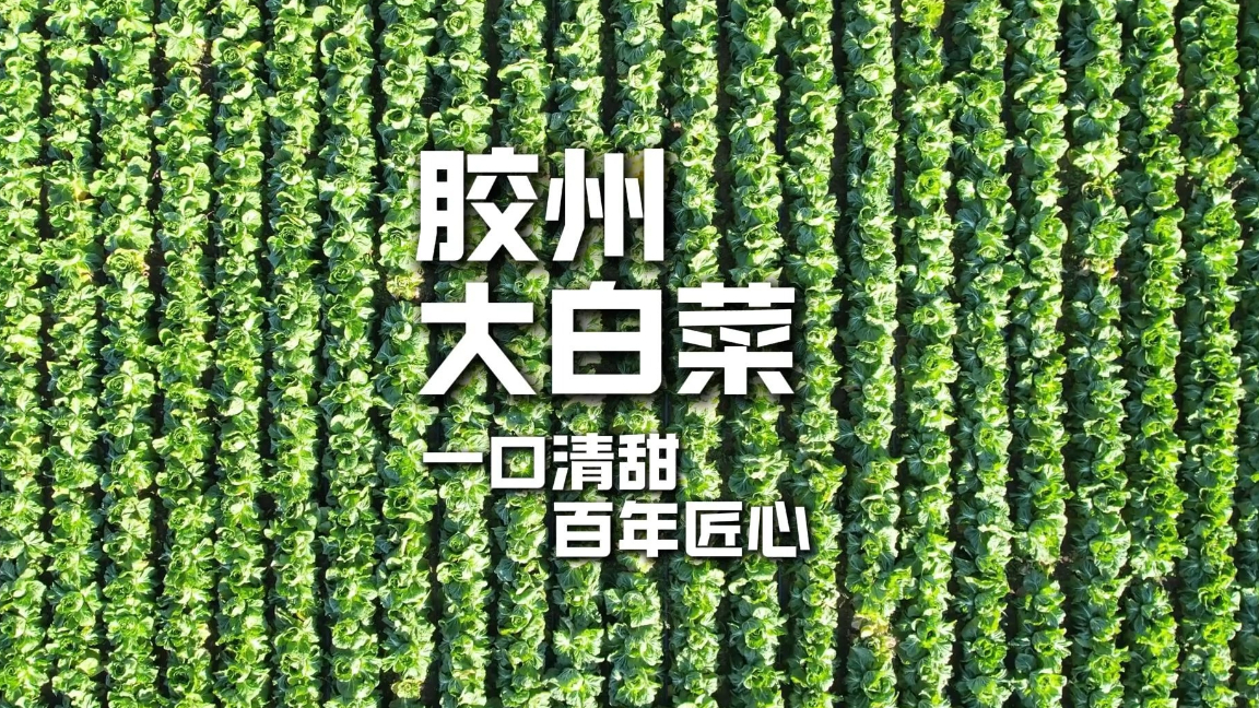 胶州大白菜｜一口清甜，百搭百味