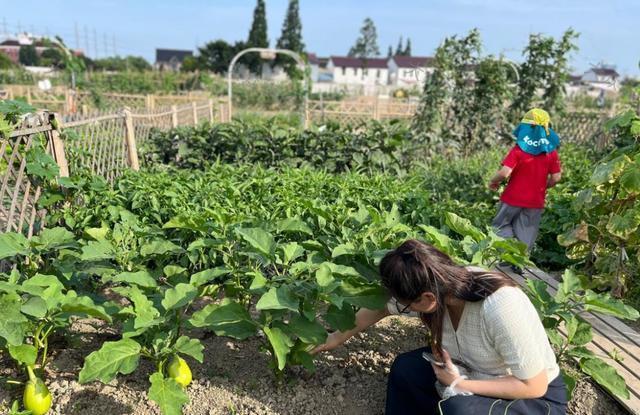 热潮之下，现实版“QQ农场”何以长久？