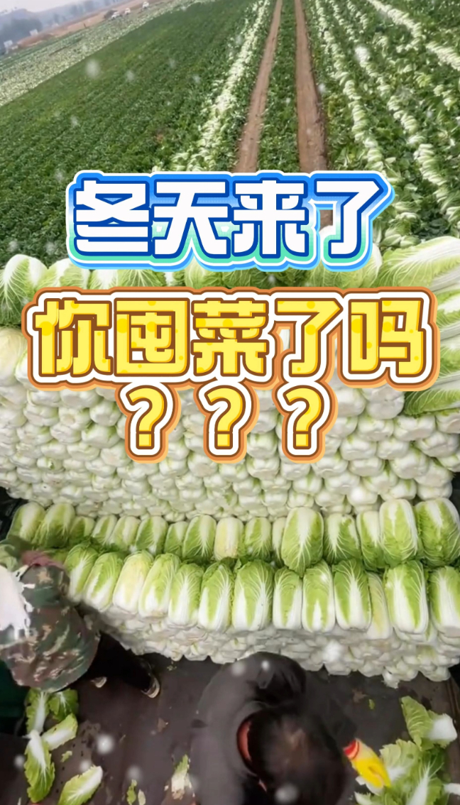 北方人过冬的仪式感，从囤白菜开始！
