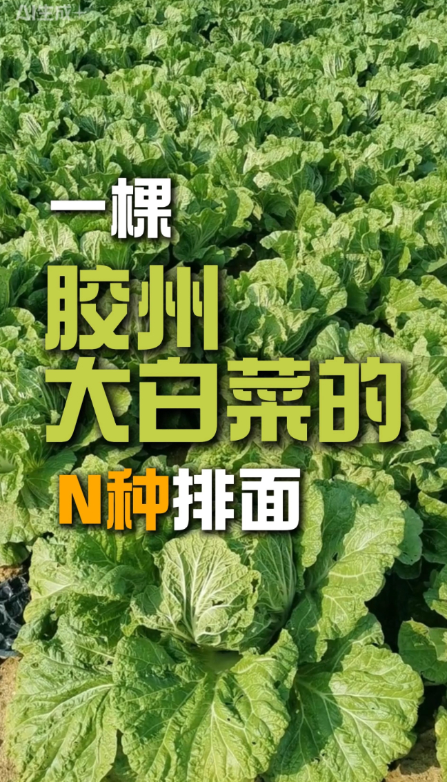 宴客新选择，从这棵正宗胶州大白菜开始！