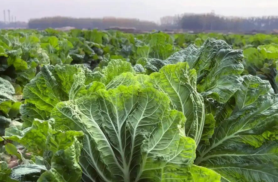 胶州大白菜｜来自冬日的一封“百财”家书