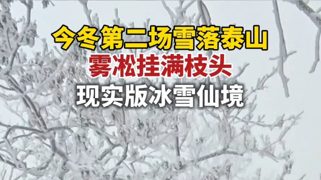果然视频｜今冬第二场雪落泰山，雾凇挂满枝头