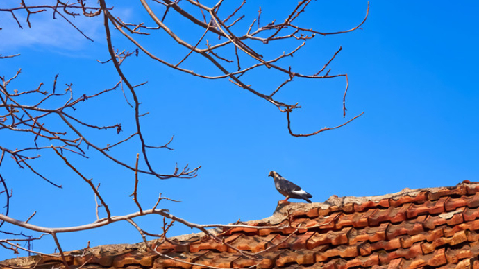 人间|和一只鸟和好了