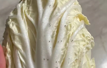 冬天劝你多吃白菜 防癌、通便、抗衰老