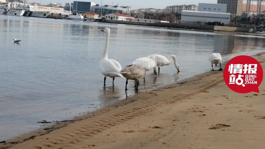 情报站|威海九龙湾迎来13只大天鹅，优雅觅食吸引游客驻足打卡