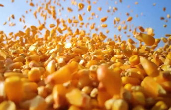 山东将省级区域性良种繁育基地优化调整为60个