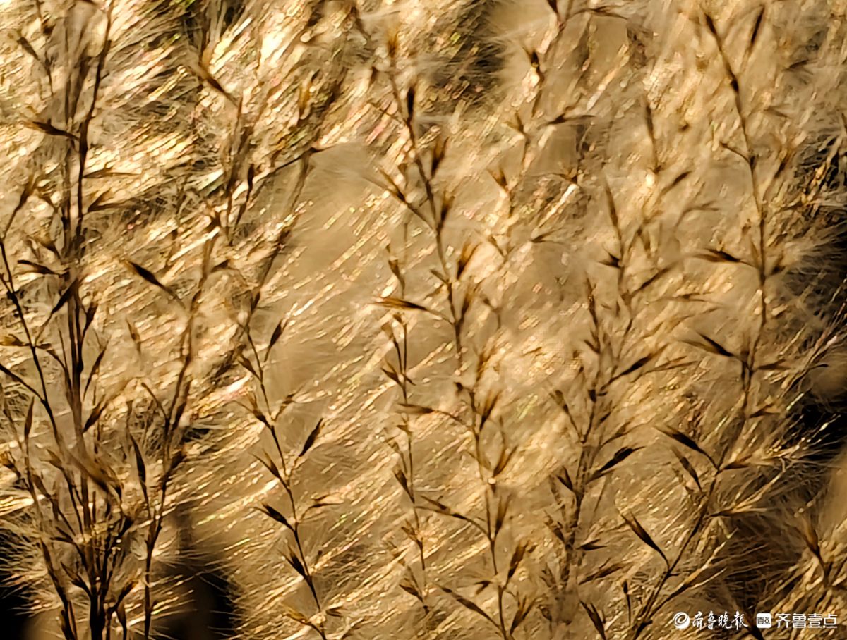 沂河岸边荻花开，如诗如画随风摆