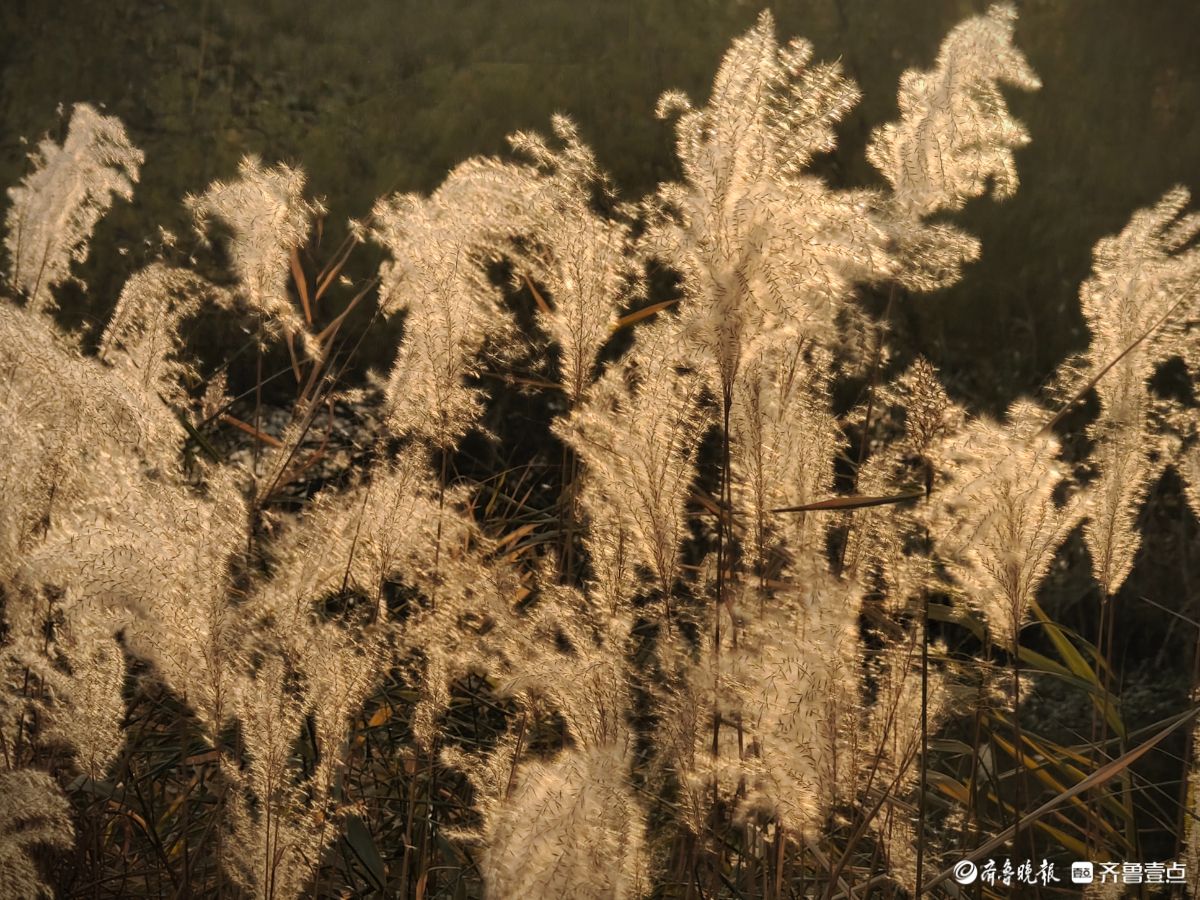 沂河岸边荻花开，如诗如画随风摆