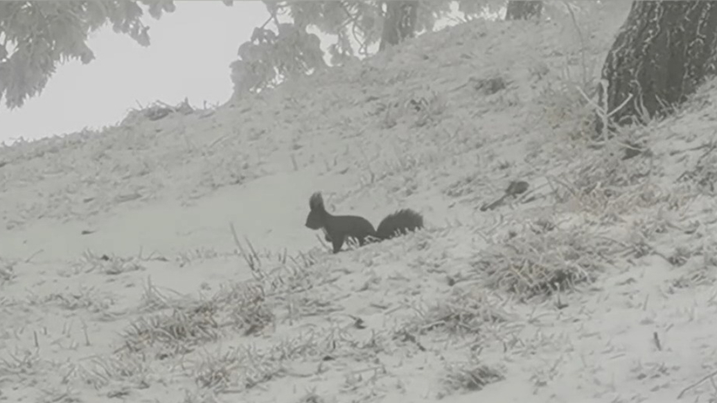 果然视频｜泰山松鼠雪后巡山觅食