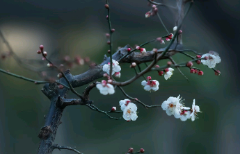 12月23日最佳情报|济南早高峰小雨飘落，威海九龙湾迎来天鹅