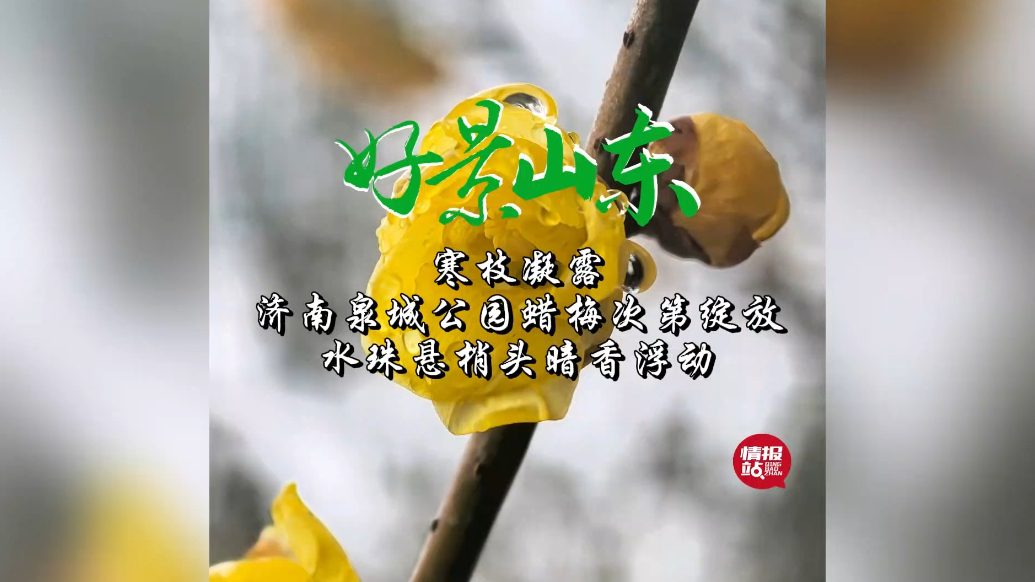 果然视频·好景山东|济南泉城公园蜡梅展笑颜，寒枝凝露暗香浮动