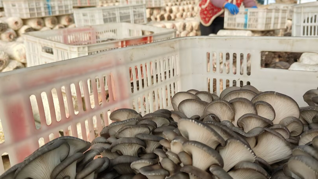 果然视频丨冬棚长出“金蘑菇”！即墨一棚蘑菇收入20多万元