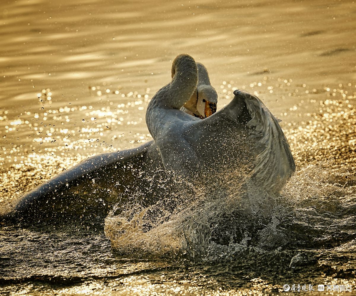 山西平陆天鹅湖，争斗的天鹅