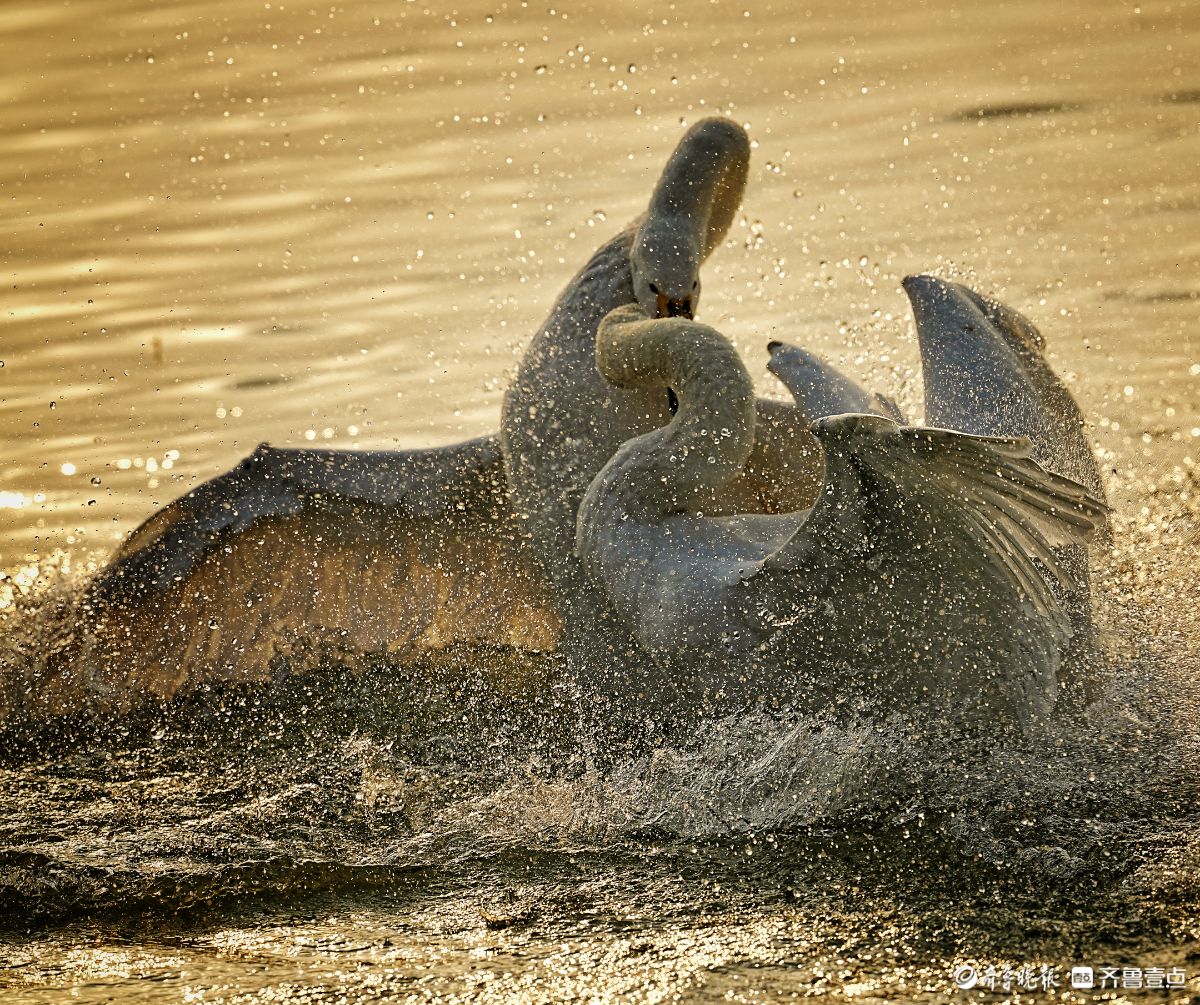 山西平陆天鹅湖，争斗的天鹅