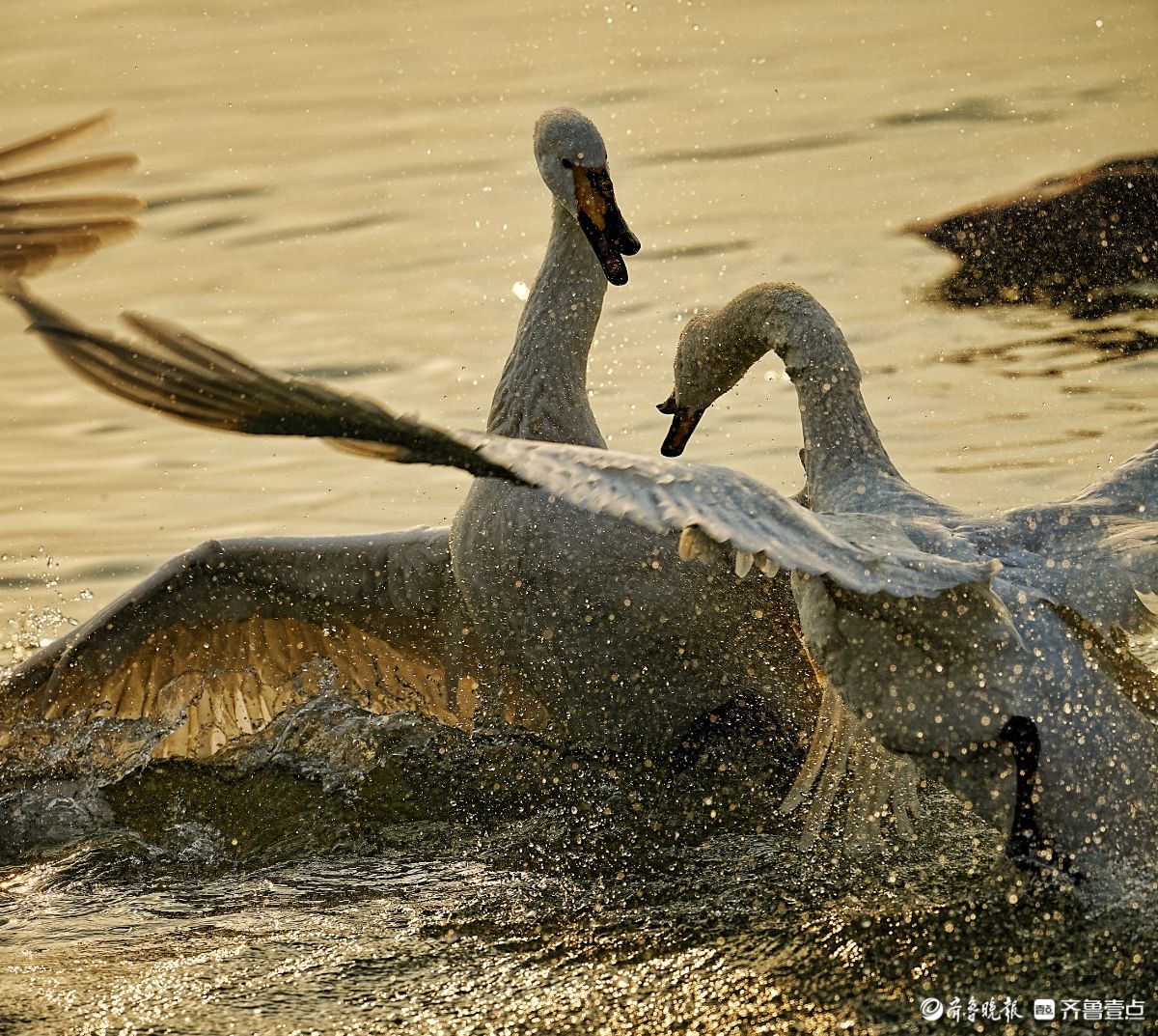 山西平陆天鹅湖，争斗的天鹅