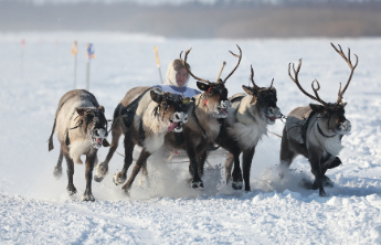 “圣诞驯鹿被害全怪俄罗斯”？俄方调侃：看来俄罗斯狼也要被制裁了
