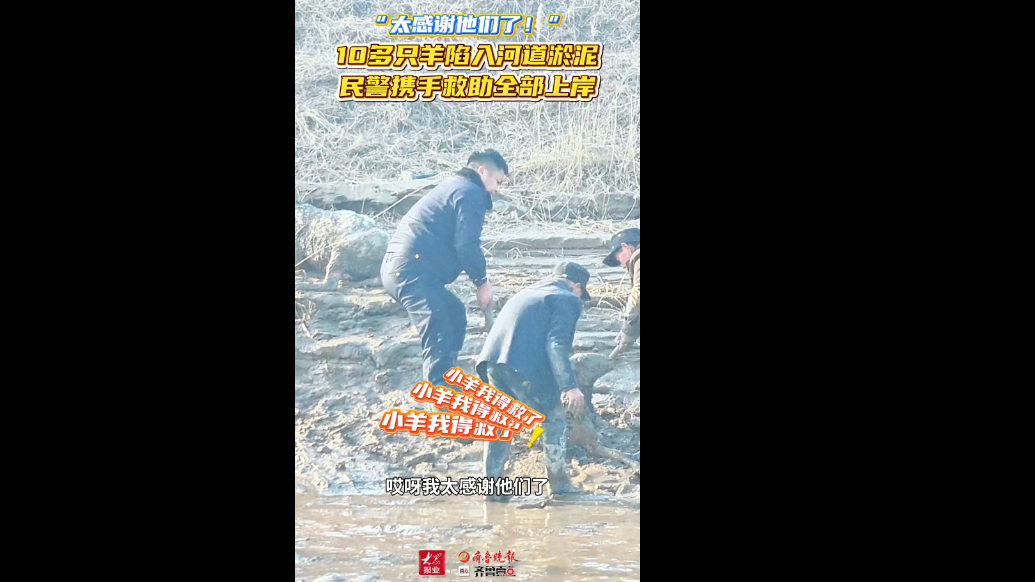 果然视频｜10多只羊陷入河道淤泥，临邑民警携手救助全部上岸