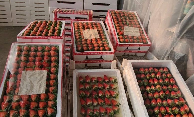 壹点调查|草莓使用“膨大剂”催熟上市？专家：一般不会使用