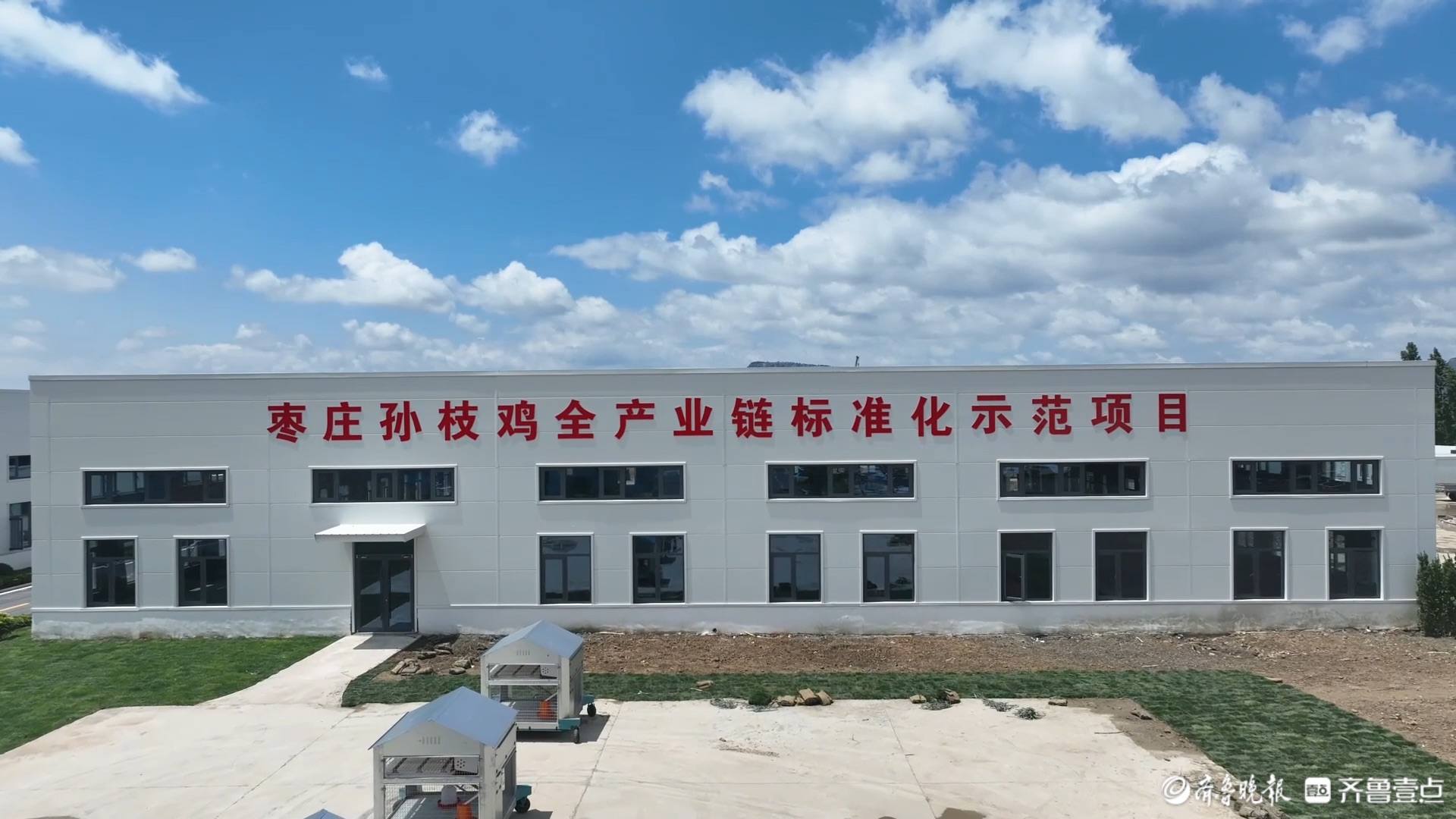 山东枣庄：“孙枝鸡”产业铺就乡村振兴路