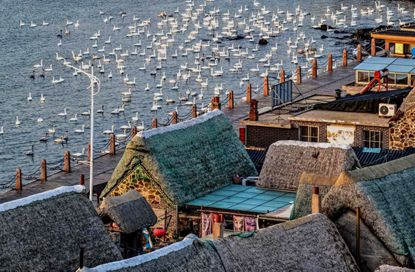 Birdwatching boosts economy in Shandong