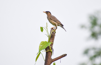 观鸟拍鸟，别逾越人与自然的边界