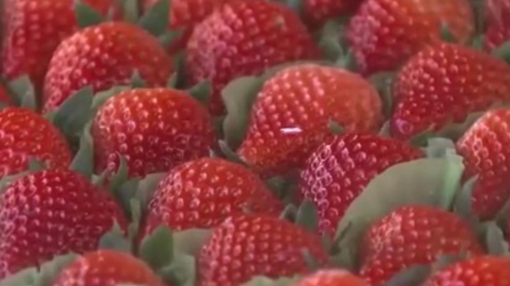 “水果脑袋”看过来！草莓、梨、蓝莓、砂糖橘等集中上市