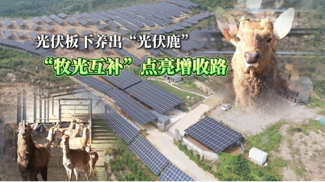 果然视频|光伏板下养出“光伏鹿”，“牧光互补”点亮增收路