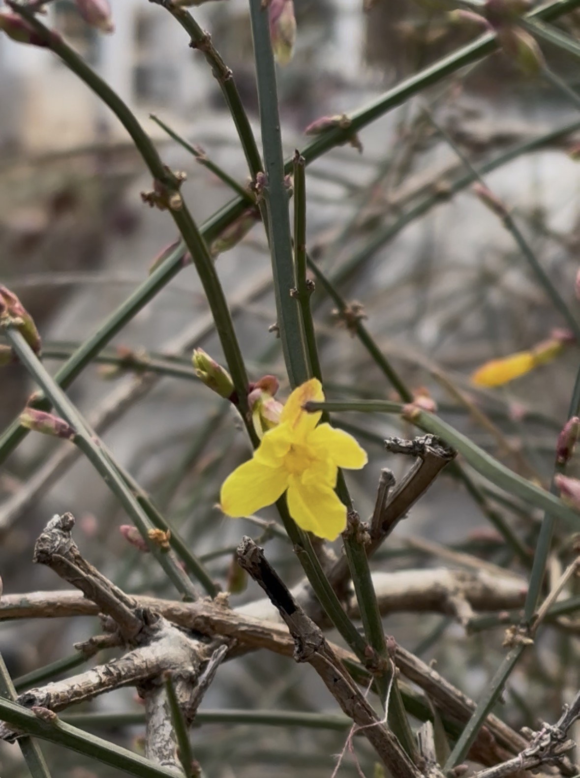 “报春花”提前开了？山东：预计今年1月，全省平均气温较常年明显偏高