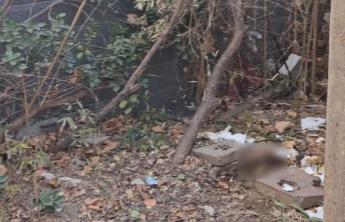 情报站·随手拍|济南郎茂山路绿化带成露天旱厕，异味扰人待整治