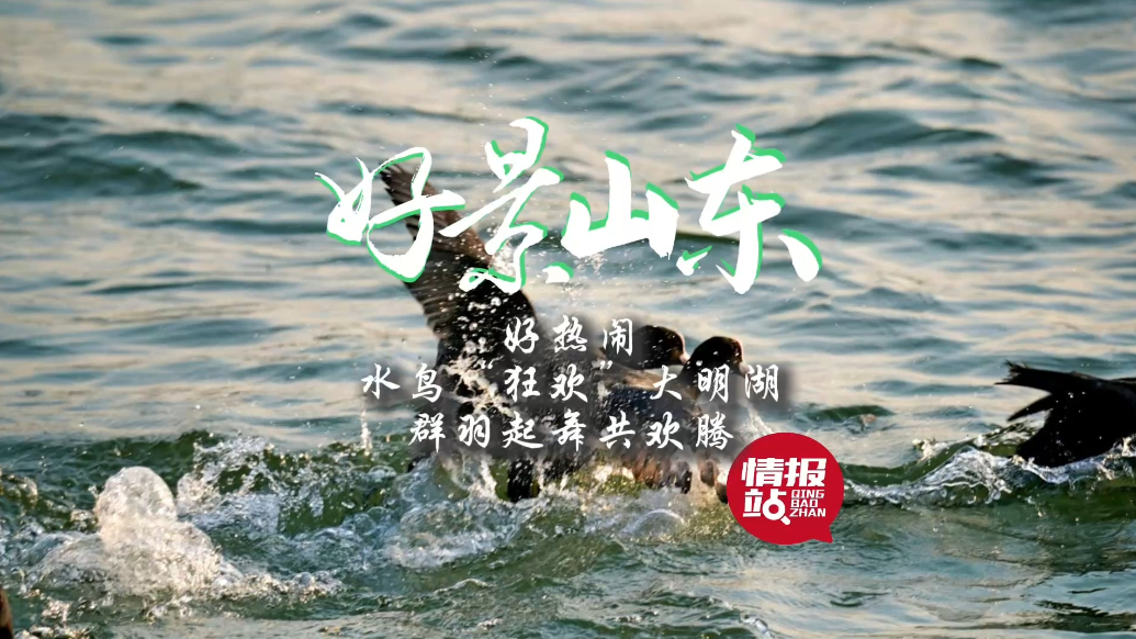 果然视频·好景山东|济南大明湖水鸟“狂欢”，群羽起舞共欢腾！