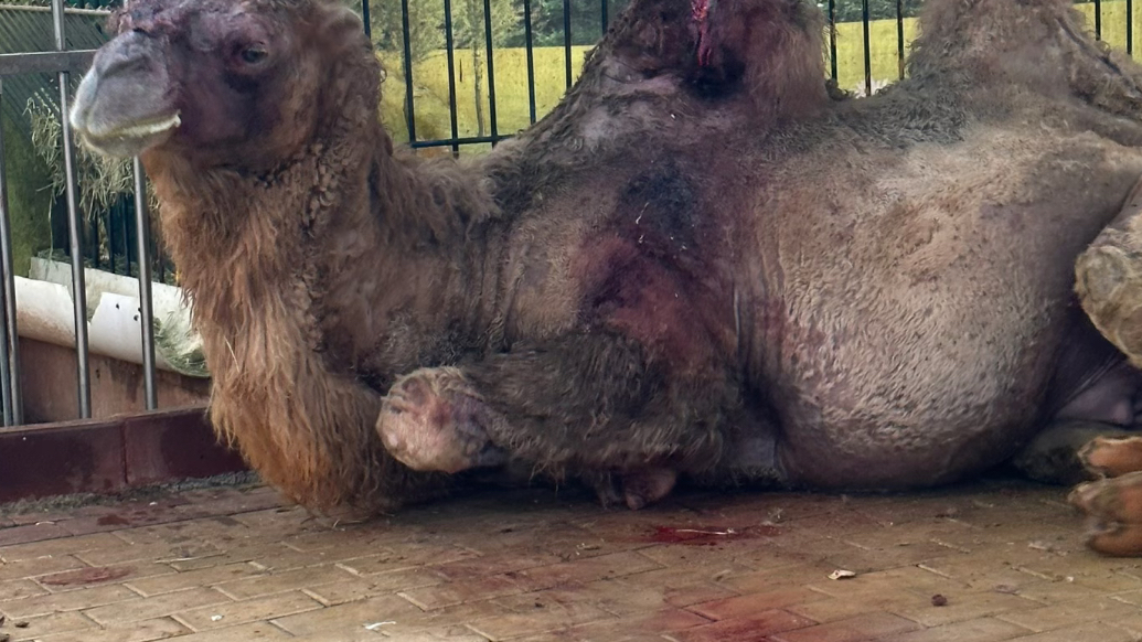 果然视频|湛江寸金动物园被指脏乱且动物受伤？园方回应