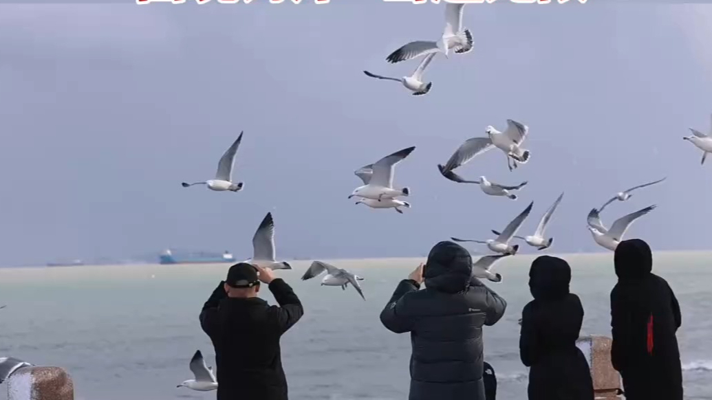 果然视频|烟台冬日雪后限定！大朋友小朋友都忍不住“撒欢”了